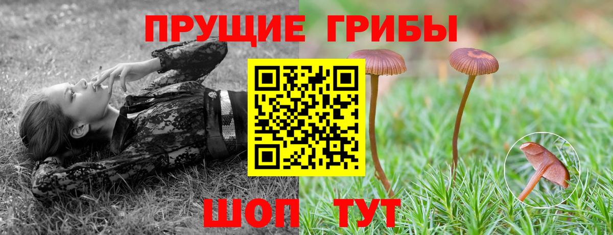 Псилоцибиновые грибы Psilocybe Волжский